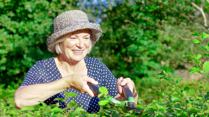 En eldre dame klipper hekken i sola